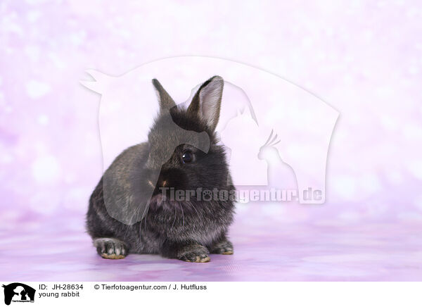 young rabbit / JH-28634