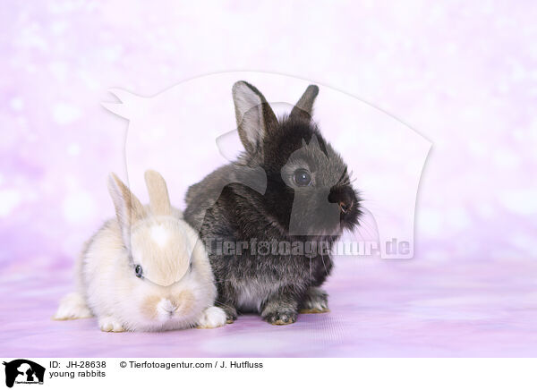 young rabbits / JH-28638
