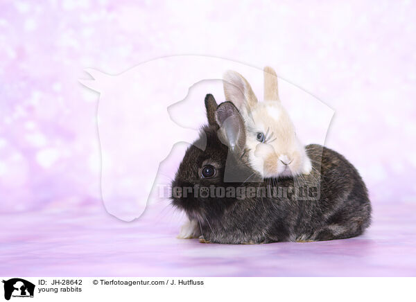 Kaninchenbabys / young rabbits / JH-28642