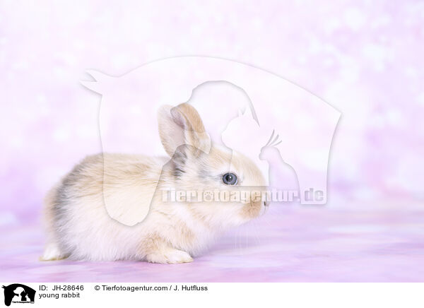 young rabbit / JH-28646