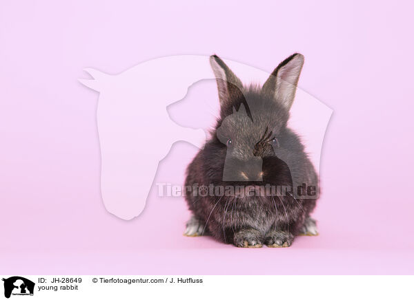 Kaninchenbaby / young rabbit / JH-28649