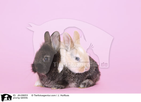 young rabbits / JH-28653