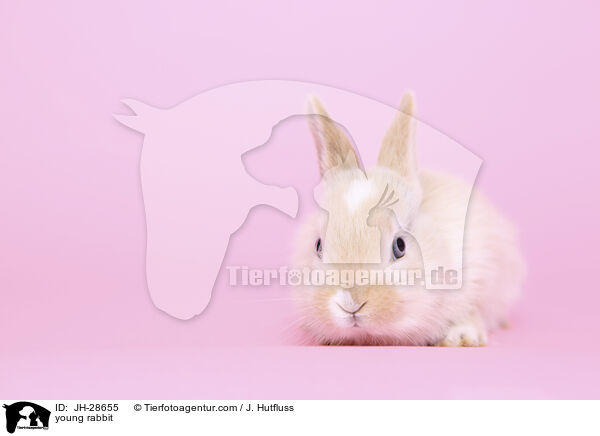 Kaninchenbaby / young rabbit / JH-28655