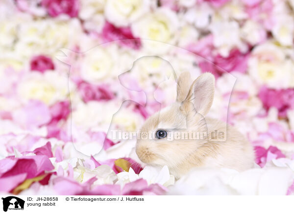 young rabbit / JH-28658