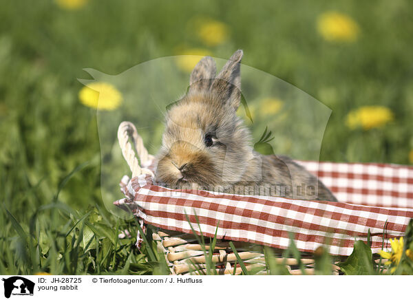 Kaninchenbaby / young rabbit / JH-28725
