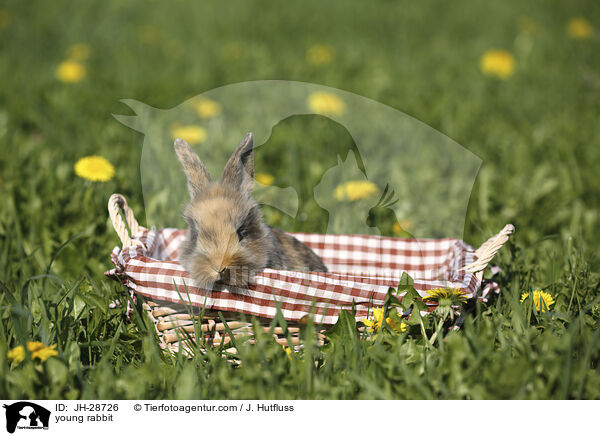 Kaninchenbaby / young rabbit / JH-28726