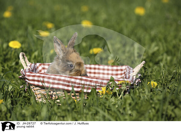 Kaninchenbaby / young rabbit / JH-28727