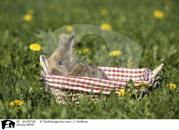 Kaninchenbaby / young rabbit / JH-28728