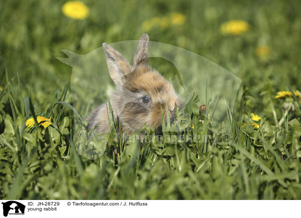 Kaninchenbaby / young rabbit / JH-28729