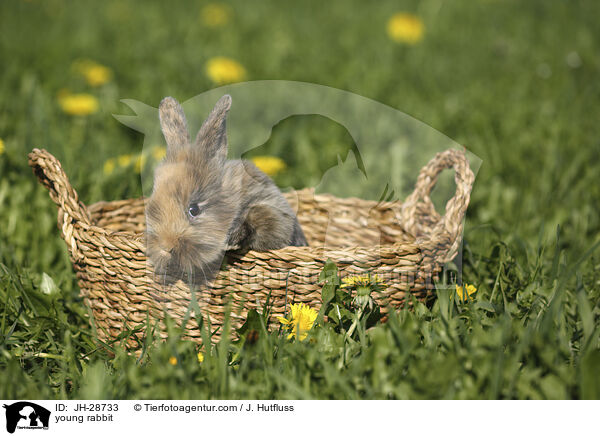 Kaninchenbaby / young rabbit / JH-28733