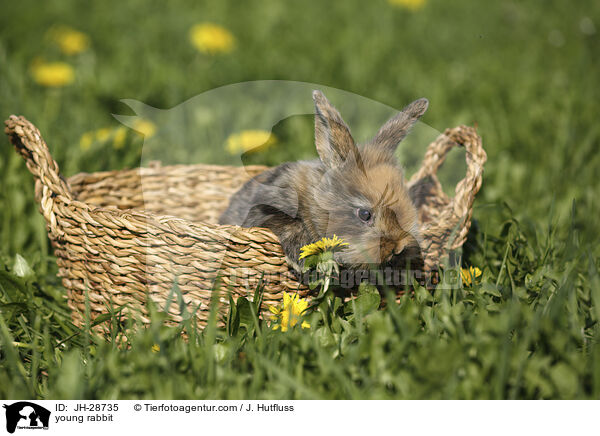 Kaninchenbaby / young rabbit / JH-28735