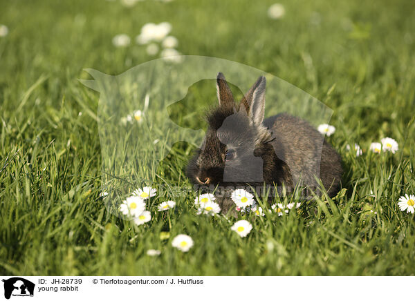 Kaninchenbaby / young rabbit / JH-28739