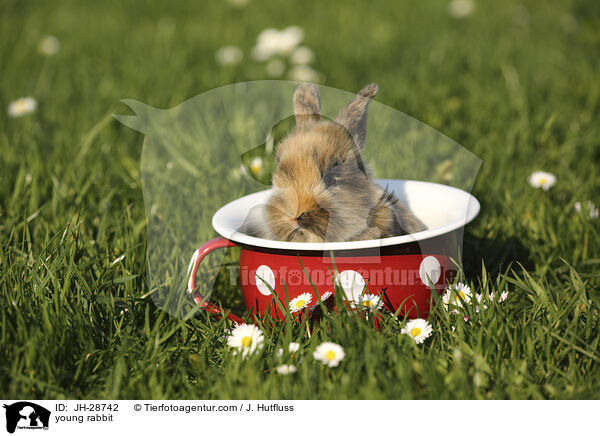 Kaninchenbaby / young rabbit / JH-28742