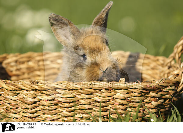 Kaninchenbaby / young rabbit / JH-28749