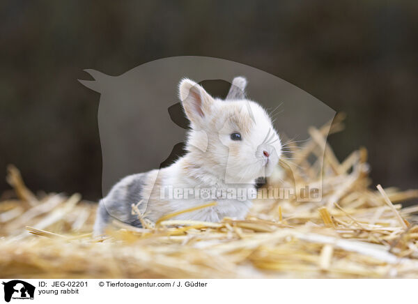 young rabbit / JEG-02201