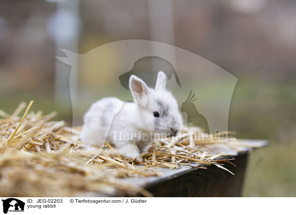 young rabbit / JEG-02203