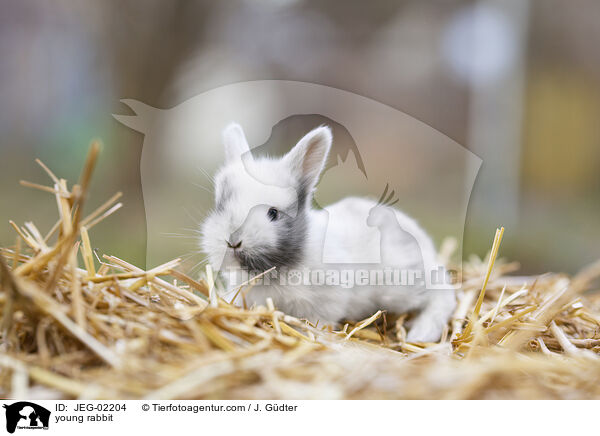 junges Kaninchen / young rabbit / JEG-02204