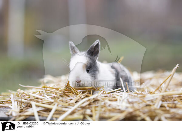 young rabbit / JEG-02205