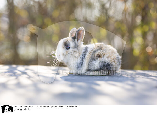 junges Kaninchen / young rabbit / JEG-02207