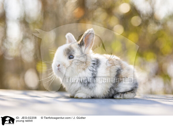 junges Kaninchen / young rabbit / JEG-02208