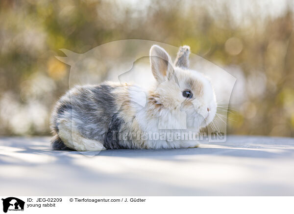 junges Kaninchen / young rabbit / JEG-02209