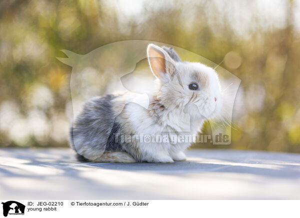 young rabbit / JEG-02210