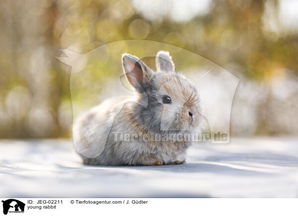 junges Kaninchen / young rabbit / JEG-02211