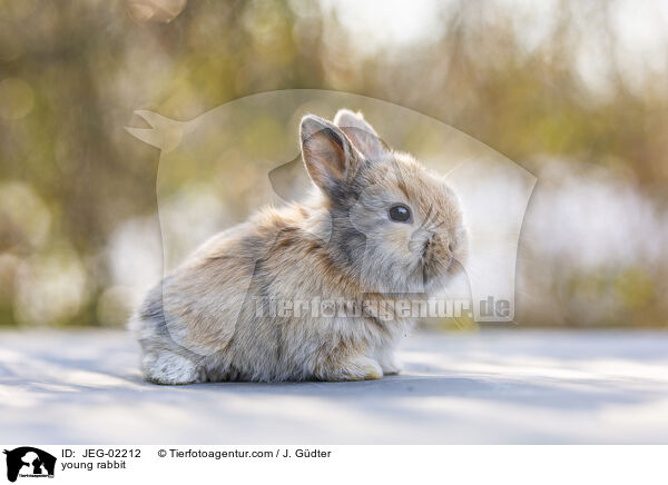 junges Kaninchen / young rabbit / JEG-02212