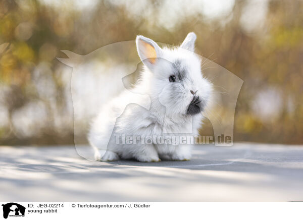junges Kaninchen / young rabbit / JEG-02214