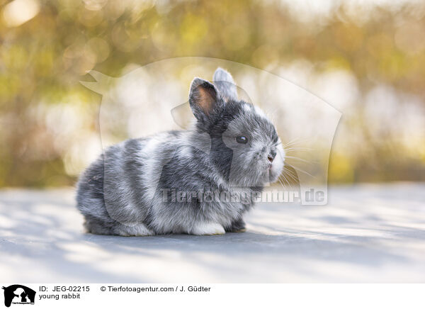 young rabbit / JEG-02215