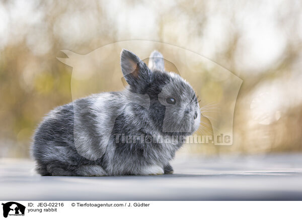 young rabbit / JEG-02216