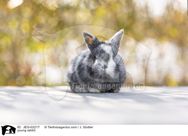 junges Kaninchen / young rabbit / JEG-02217