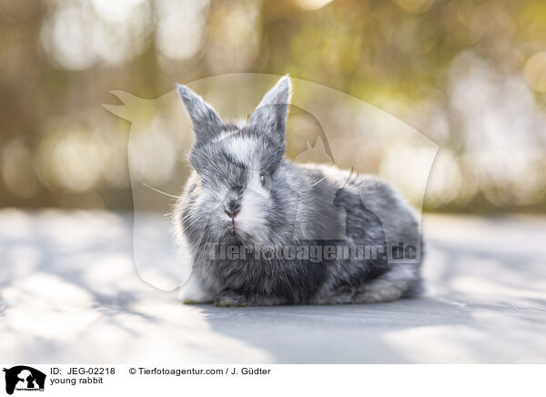 junges Kaninchen / young rabbit / JEG-02218