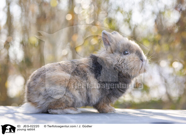 junges Kaninchen / young rabbit / JEG-02220