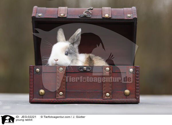 young rabbit / JEG-02221