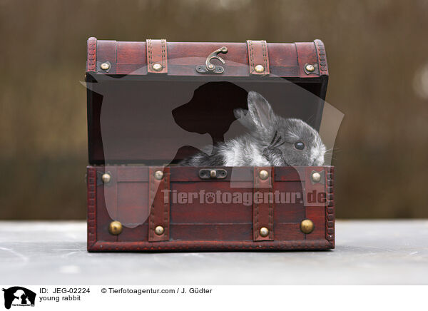 junges Kaninchen / young rabbit / JEG-02224