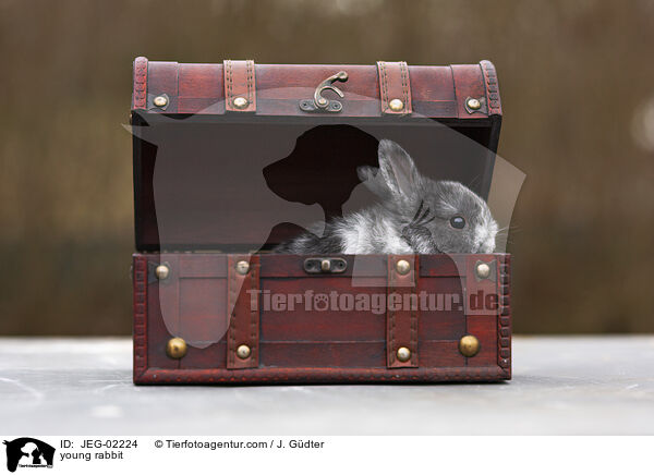 young rabbit / JEG-02224