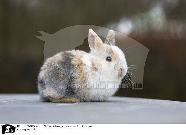 young rabbit / JEG-02228