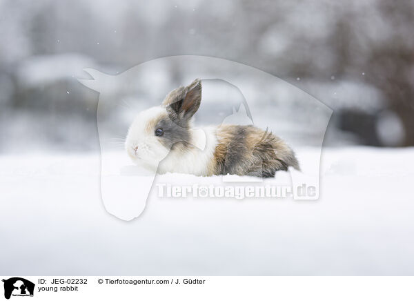 junges Kaninchen / young rabbit / JEG-02232