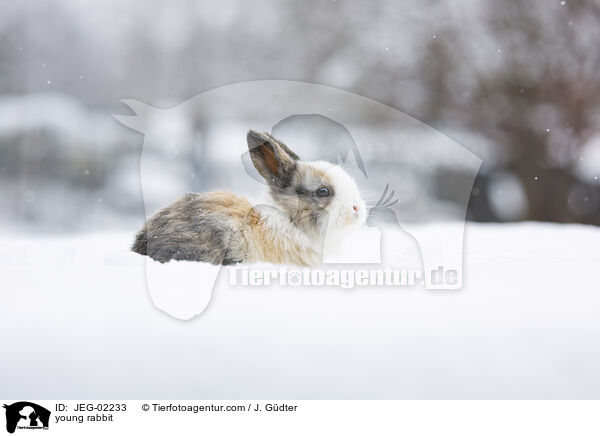 junges Kaninchen / young rabbit / JEG-02233