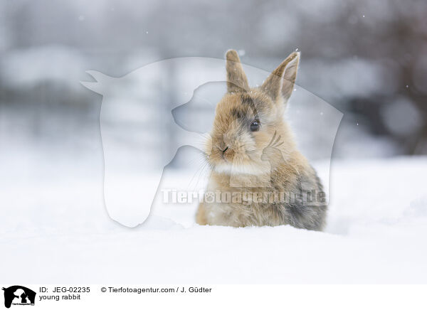 young rabbit / JEG-02235