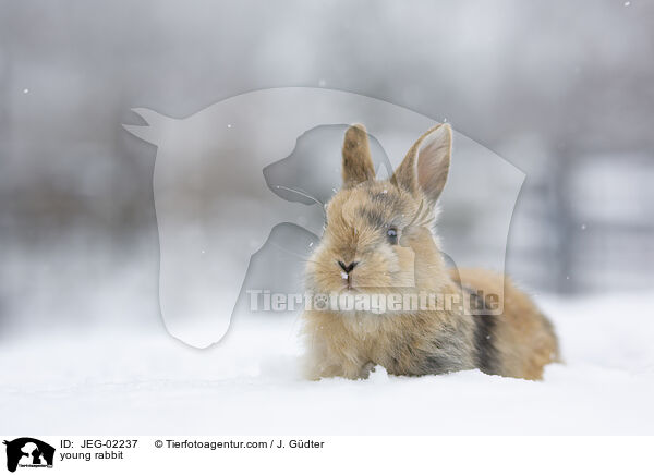 junges Kaninchen / young rabbit / JEG-02237
