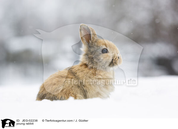 young rabbit / JEG-02238