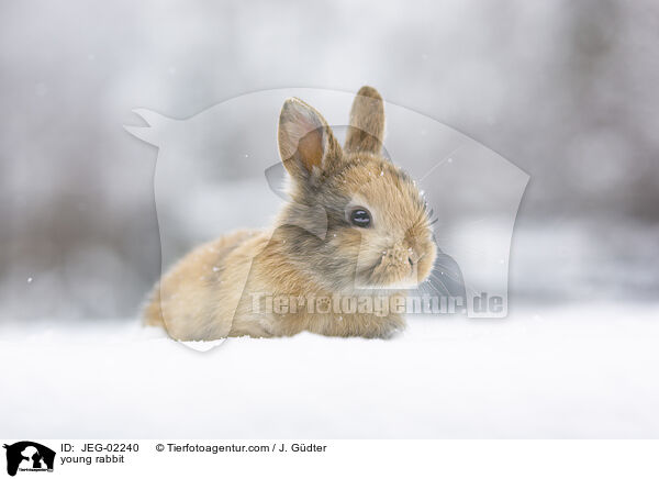 young rabbit / JEG-02240