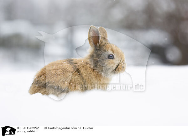 junges Kaninchen / young rabbit / JEG-02241