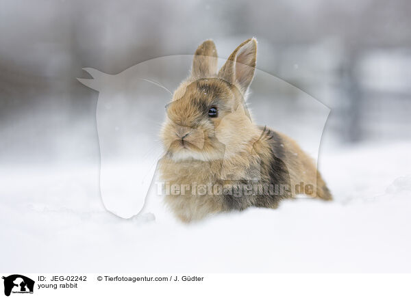 junges Kaninchen / young rabbit / JEG-02242