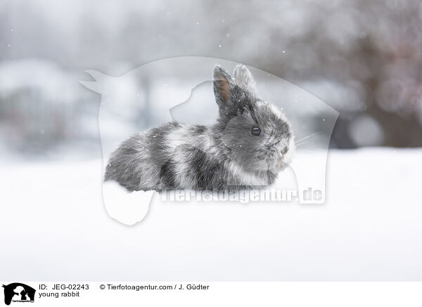 junges Kaninchen / young rabbit / JEG-02243