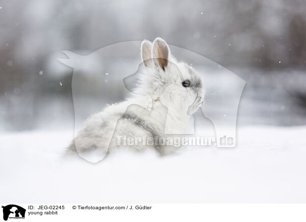 young rabbit / JEG-02245