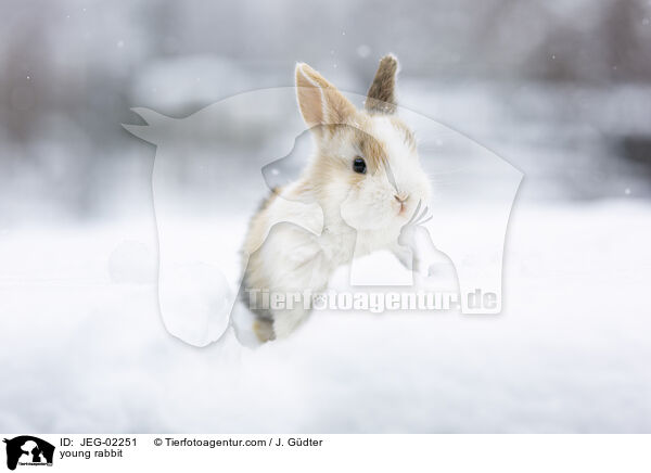 junges Kaninchen / young rabbit / JEG-02251