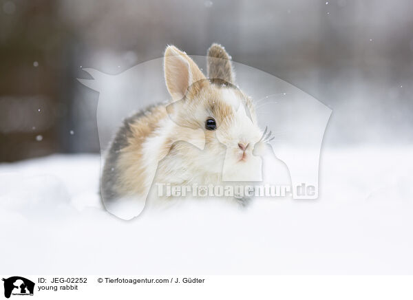 junges Kaninchen / young rabbit / JEG-02252